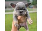French Bulldog Puppy for sale in Lumberton, TX, USA