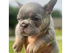 French Bulldog Puppy for sale in Lumberton, TX, USA