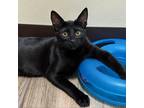 Adopt Ivy a All Black Domestic Shorthair / Mixed cat in Pleasanton