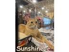 Adopt Sunshine a Domestic Shorthair / Mixed (short coat) cat in Douglasville