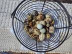 Quail eggs in Millard (Omaha metro)