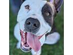 Adopt Gusto a Gray/Silver/Salt & Pepper - with Black American Pit Bull Terrier /