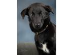 Adopt Hail a Black Labrador Retriever / Husky / Mixed dog in Anchorage