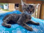 Adopt Campbell a Brown or Chocolate Domestic Shorthair / Domestic Shorthair /