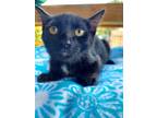 Adopt Malcolm a All Black Domestic Shorthair / Domestic Shorthair / Mixed cat in