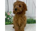 Cavapoo Puppy for sale in Sullivan, IL, USA