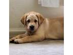 Labrador Retriever Puppy for sale in Atmore, AL, USA