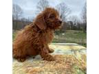 Mutt Puppy for sale in Clarksville, TN, USA