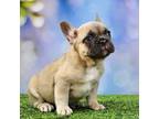 French Bulldog Puppy for sale in Bentonville, AR, USA