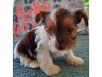 Yorkshire Terrier Puppy for sale in Reno, NV, USA