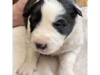 Border Collie Puppy for sale in Hood River, OR, USA