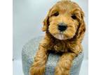 Cavapoo Puppy for sale in Beech Island, SC, USA