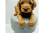 Cavapoo Puppy for sale in Beech Island, SC, USA