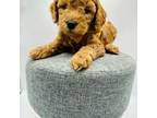 Cavapoo Puppy for sale in Beech Island, SC, USA