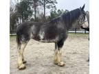 Roan Clydesdale mare