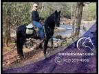Meet Rip Black Racking Horse Gelding - Available on [url removed]