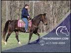 Meet Sheza Bay Standardbred Mare - Available on [url removed]