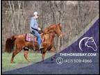 Meet Bullet Chestnut Tennessee Walker Gelding - Available on [url removed]