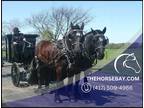 Meet Bob and Tom Team Driving Percheron Geldings - Available on