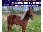 Registered Twhbea Sorrel Flashy Gelding