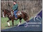 Meet Chester Chocolate Roan Rocky Mountain Gelding - Available on