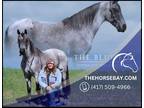Meet Blue Blue Roan Tennessee Walker Gelding - Available on [url removed]