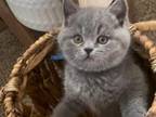 British Shorthair Kittens