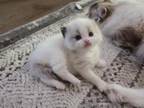 RESERVED TCA Registered Ragdoll Female Pufi