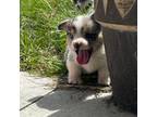 Cardigan Welsh Corgi Puppy for sale in Payson, IL, USA