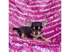 Chihuahua Puppy for sale in Spiro, OK, USA