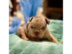 Bulldog Puppy for sale in Wedowee, AL, USA