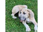 Great Dane Puppy for sale in Calhoun, GA, USA