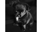 Chihuahua Puppy for sale in Brooklyn, NY, USA