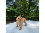 Labrador Retriever Puppy for sale in Brantley, AL, USA