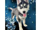 Siberian Husky Puppy for sale in Roseville, CA, USA