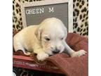 Golden Retriever Puppy for sale in Youngstown, NY, USA