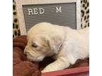 Golden Retriever Puppy for sale in Youngstown, NY, USA