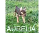 Aurelia