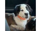 Saint Bernard Puppy for sale in El Paso, TX, USA