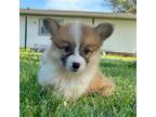 Pembroke Welsh Corgi Puppy for sale in Augusta, KS, USA