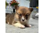 Pembroke Welsh Corgi Puppy for sale in Augusta, KS, USA