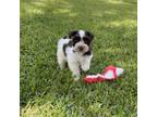 Schnauzer (Miniature) Puppy for sale in El Campo, TX, USA