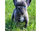 French Bulldog Puppy for sale in Forest City, IA, USA