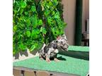 French Bulldog Puppy for sale in Avondale, AZ, USA