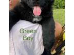 German Shepherd Dog Puppy for sale in Brevard, NC, USA
