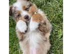 Miniature Australian Shepherd Puppy for sale in Iberia, MO, USA