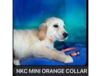 Mini Orange Collar Boy