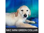 Mini Green Collar Boy