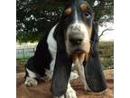 Basset Hound Puppy for sale in Fredericksburg, TX, USA