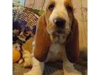 Basset Hound Puppy for sale in Fredericksburg, TX, USA